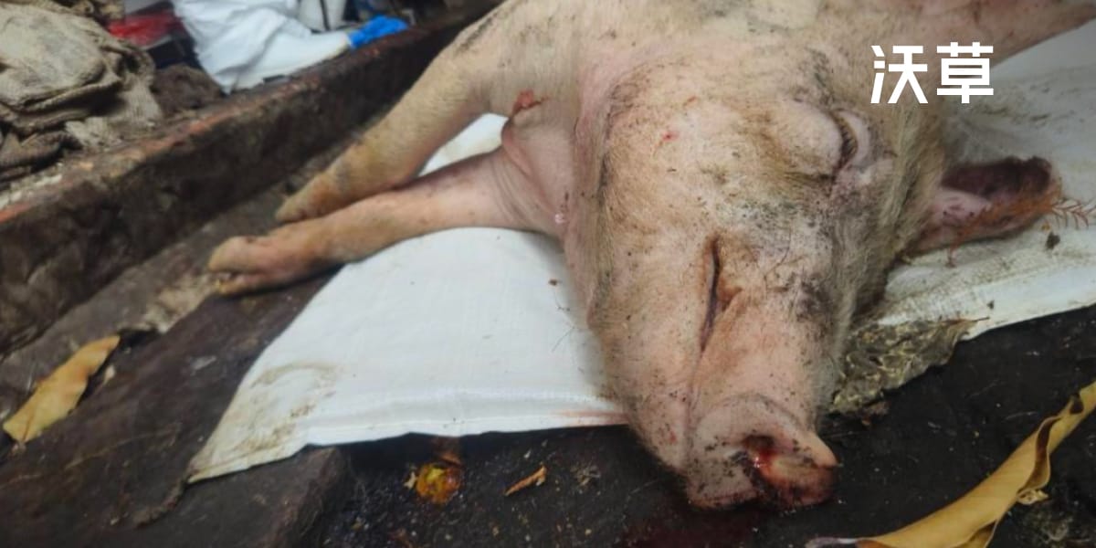 藍白統刪亂砍預算業力引爆？非洲豬瘟防疫預算遭砍近 6000 萬　連防疫犬都遭殃's story cover image