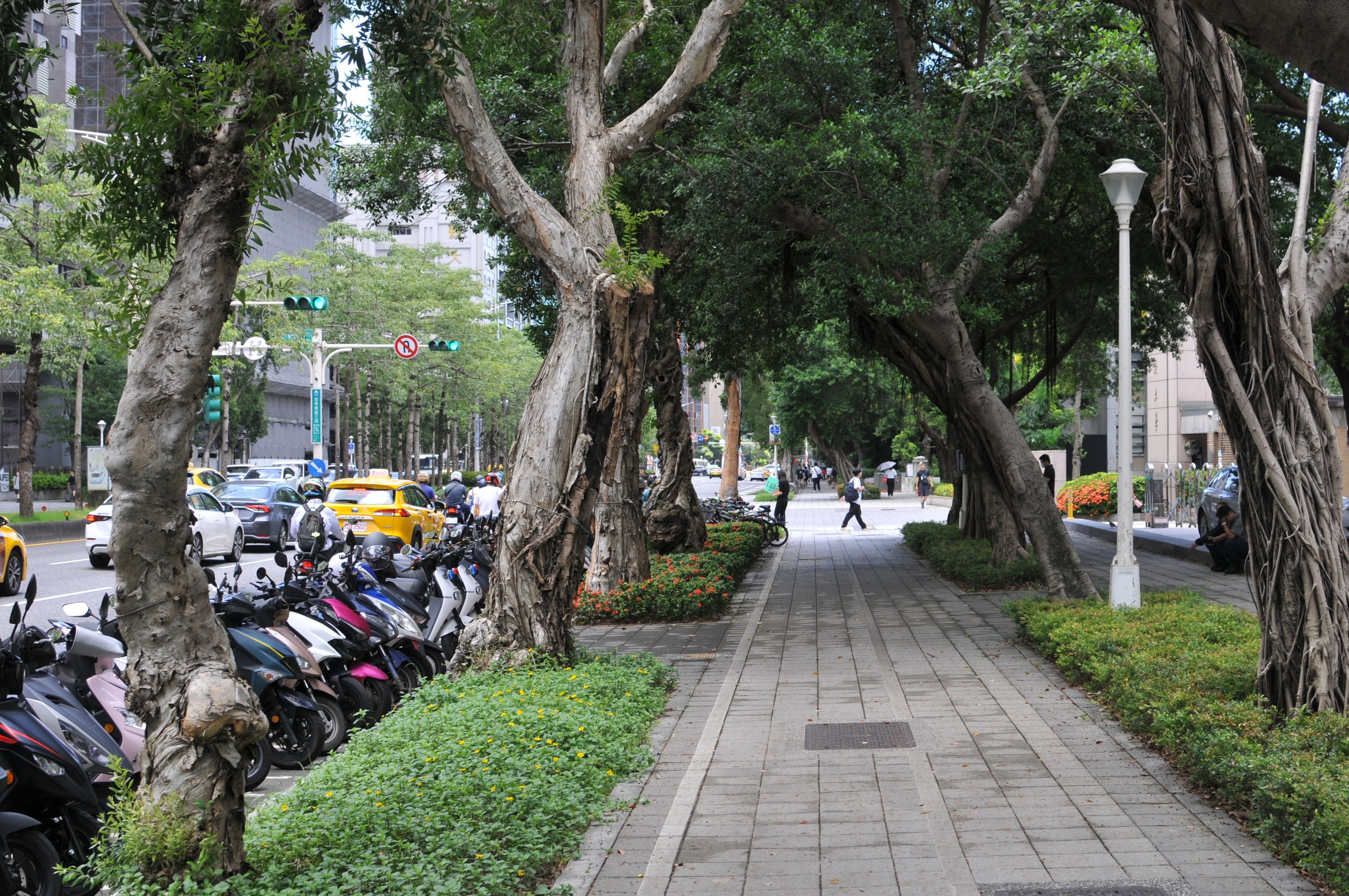 年底提都市林專法！ 環境部推樹木「電子身分證」 每縣市將設10條遮蔭路徑