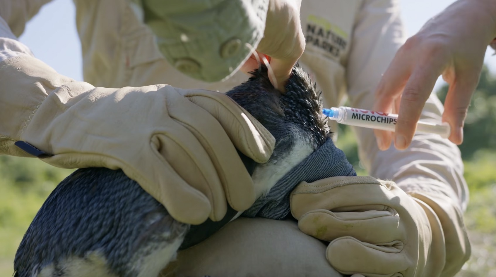 H5N1禽流感入侵澳洲 當局為菲利浦島5000隻野生小企鵝打疫苗's OG Image