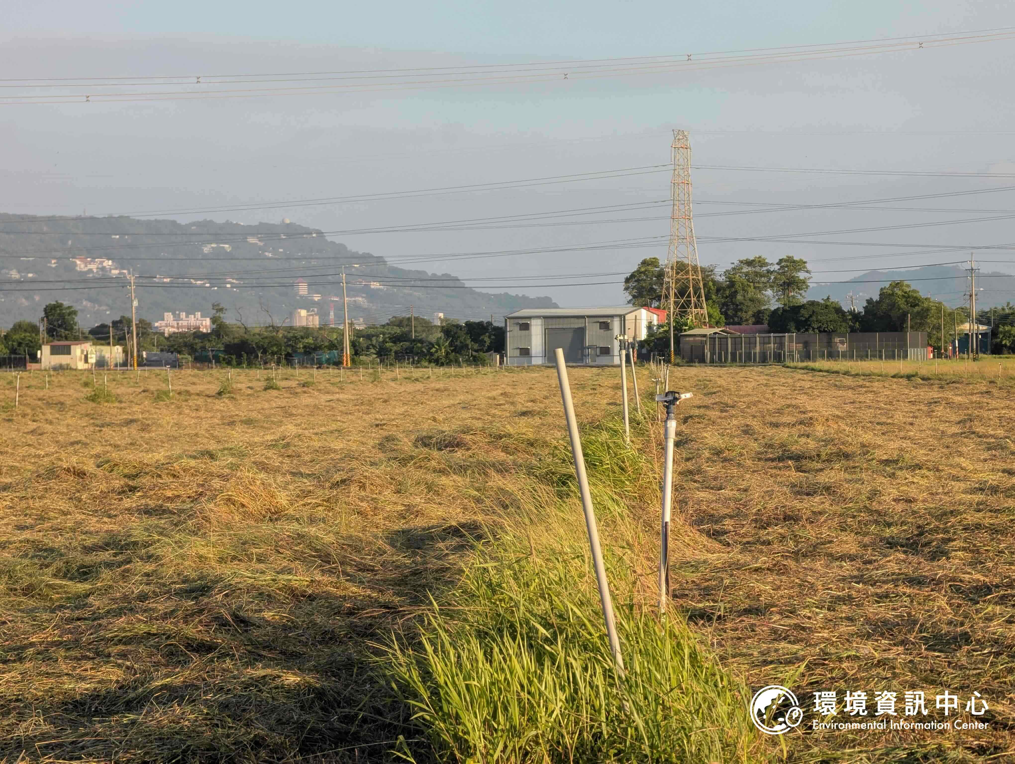 500公頃南科沙崙園區環評明登場 草鴞生態調查首度揭露 開發與保育如何平衡？