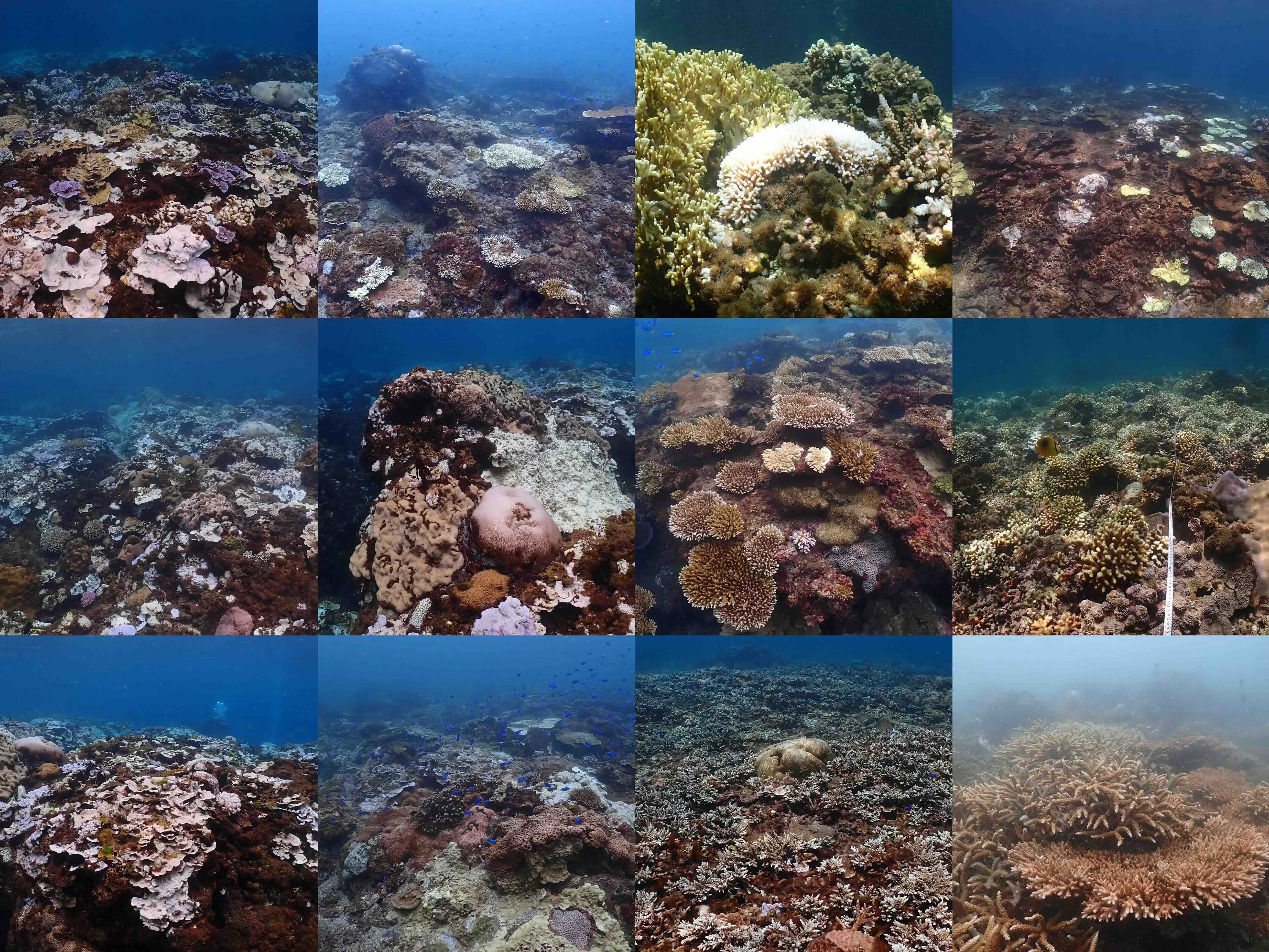 台灣熱壓力曾居東亞之冠 科學家尋找珊瑚礁修復之道's OG Image
