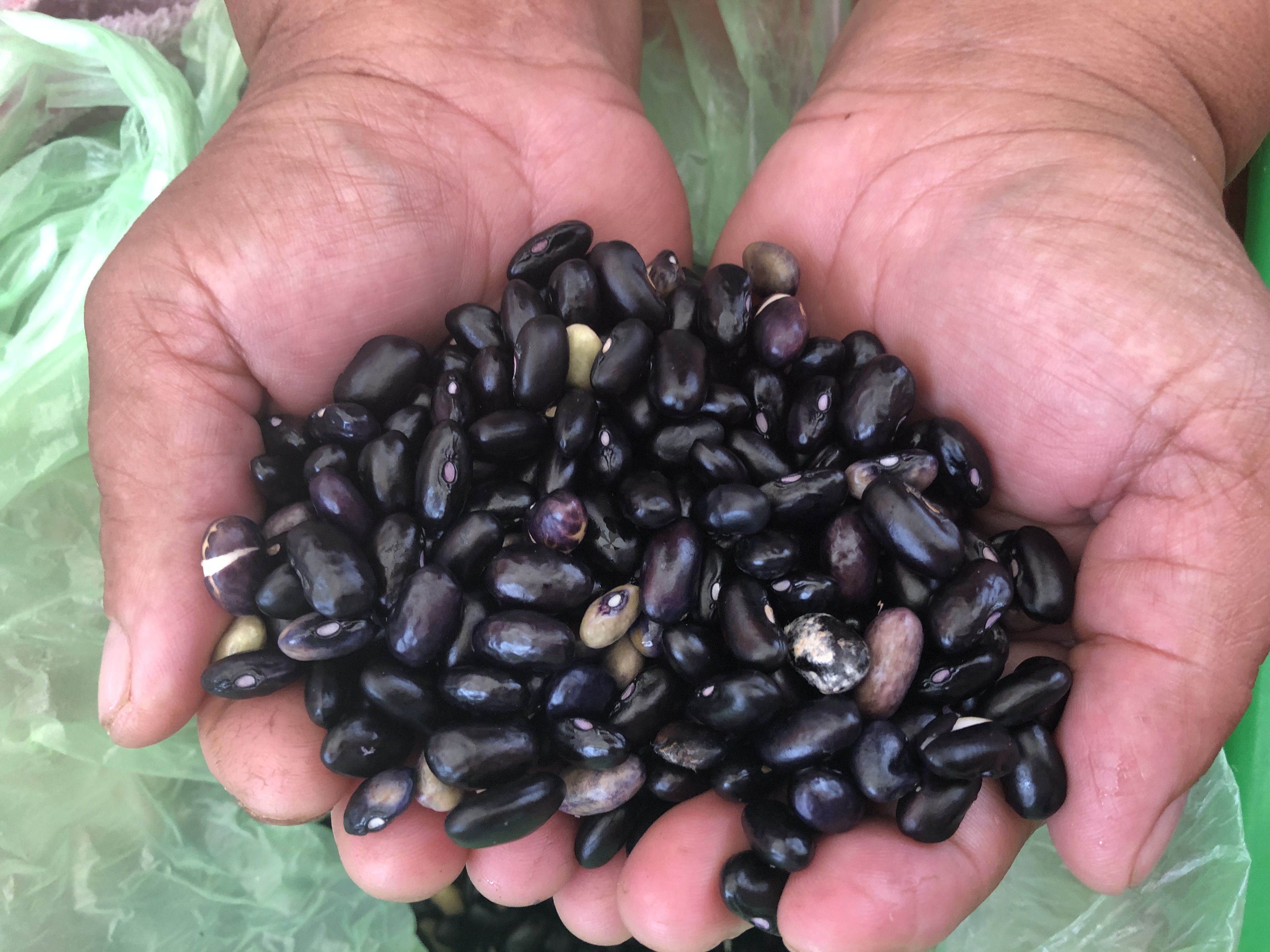 菜園不只是種菜 《走進彼桑拉返》英文版出版 布農族永續智慧走向國際's story cover image