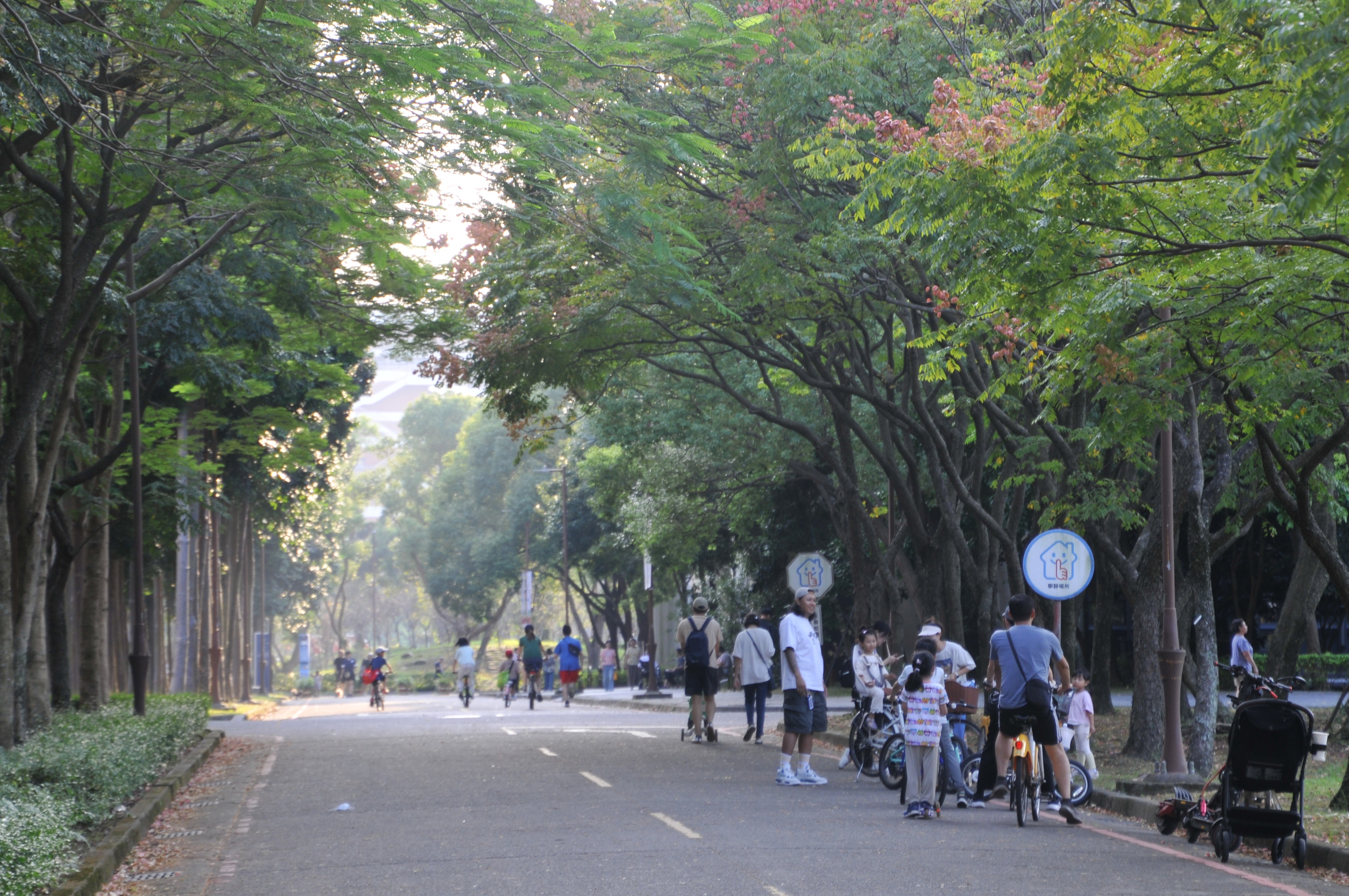 砍樹爭議有解？ 都市林專法擬設綠蔭審議會 審查期間樹木視同受保護