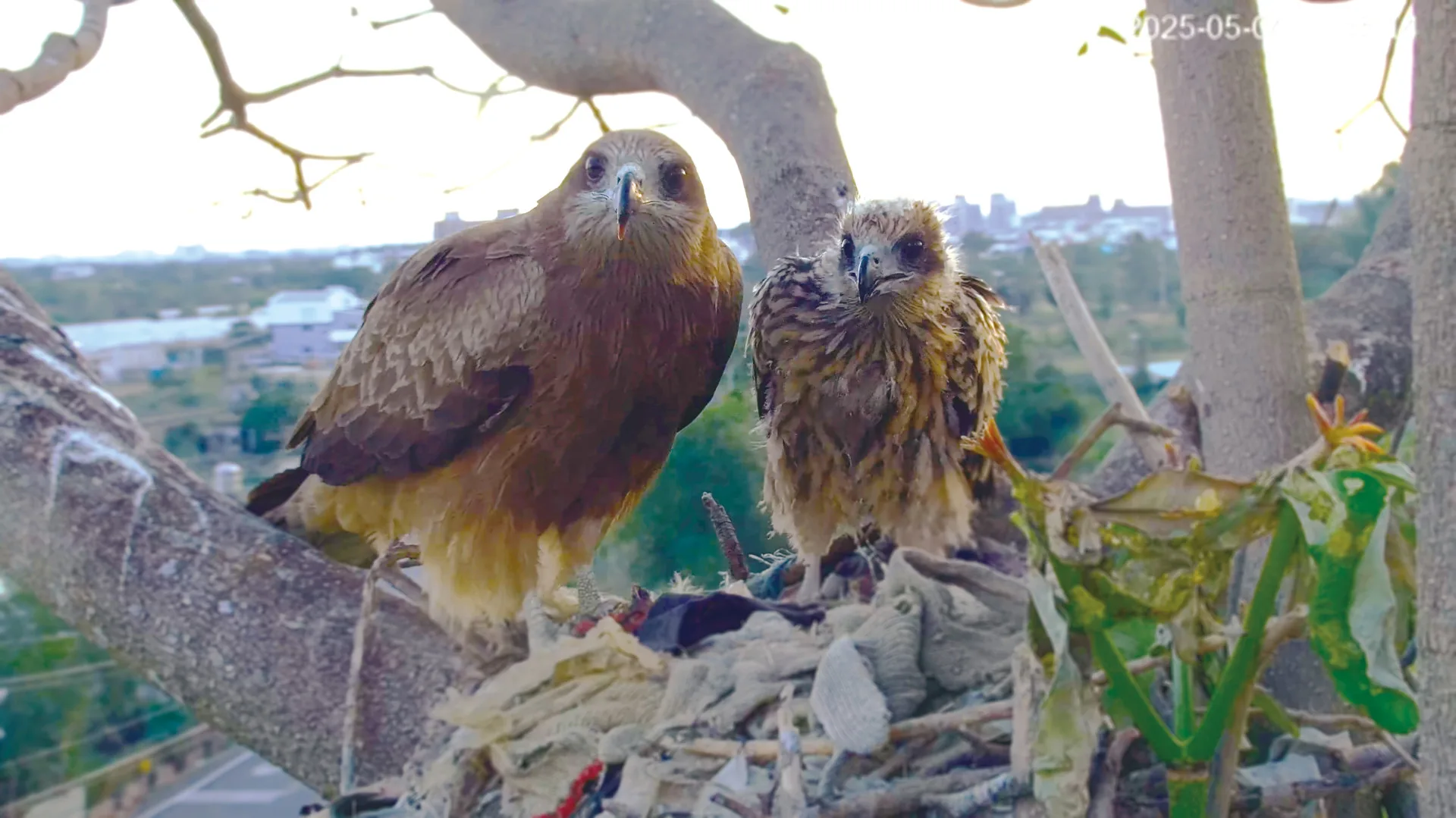 2025全臺黑鳶調查破千隻　創歷年新高　's story cover image