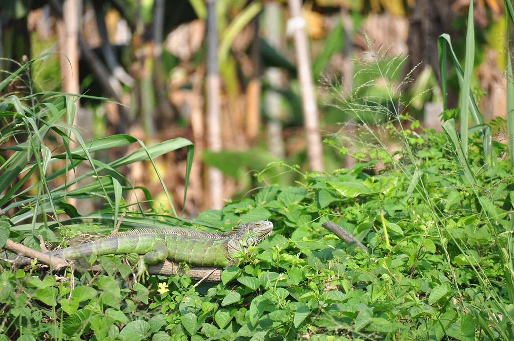 通緝成年犯！綠鬣蜥年除26萬隻仍難擋族群擴張 農業部調整獎勵對策's story cover image