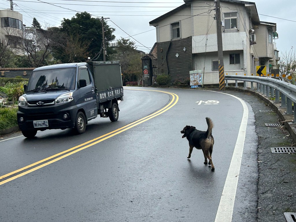 農業部「犬蹤地圖APP」幫浪浪打卡 野保團體建議增加餵食點回報功能's story cover image