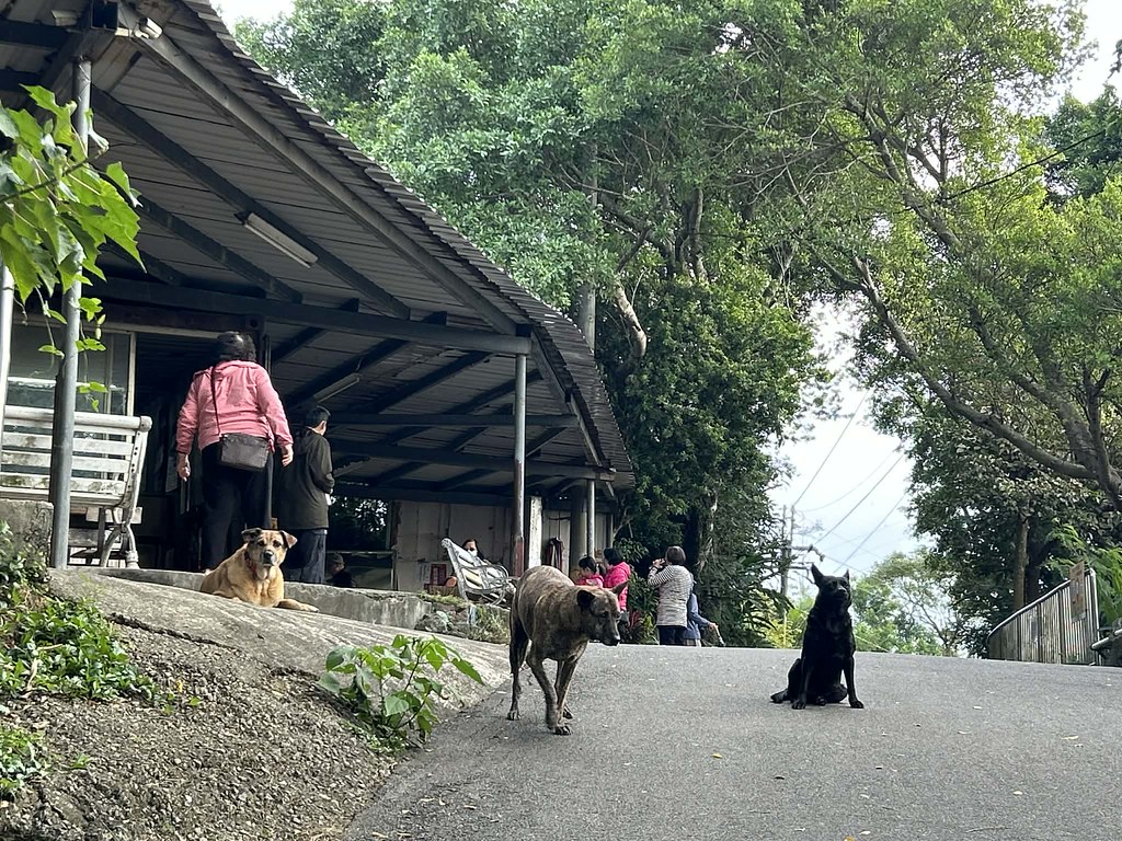 律師解析法規困境——餵食遊蕩犬可以開罰嗎？浪浪造成生命財產損害能否獲國賠？'s story cover image