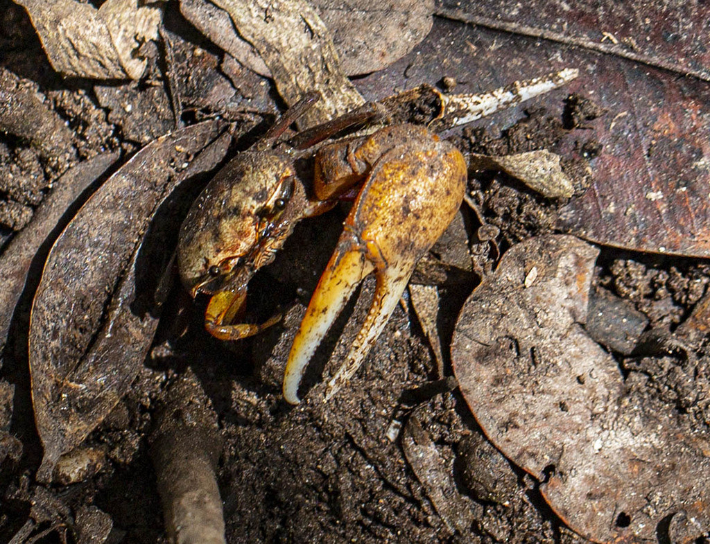 招潮蟹可在14天內分解塑膠微粒 科學家：被忽視的「生物降解」作用's OG Image