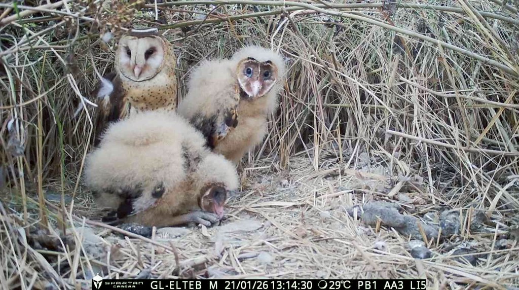 草鴞屏南現蹤  林保署擴大生態給付 新埤、枋寮農友友善草鴞領獎勵's OG Image
