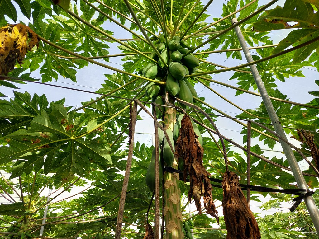 名間焚化爐涉優良農地變更 農業部：未獲環境部支持就不同意 環境部：尊重地方自治's OG Image