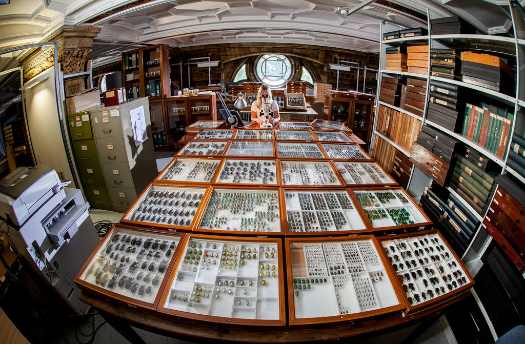 喚醒8000萬件沉睡標本？ 倫敦自然史博物館用AI搶救生物多樣性記憶's OG Image