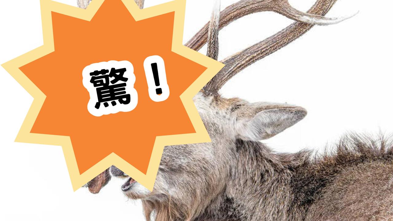 恐怖片真實上演！公鹿角卡「死敵斷頭」駭人畫面入圍攝影賽