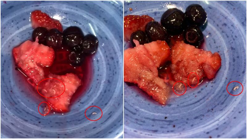 好市多冷凍草莓驚見一堆小蟲　苦主好崩潰！衛生局出手了