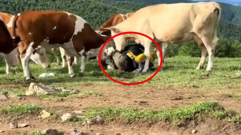牛牛反擊了！戳屁、當馬騎還餵牛肉乾　「白目遊客遭牛群圍攻」網笑：自作孽不可活's story cover image