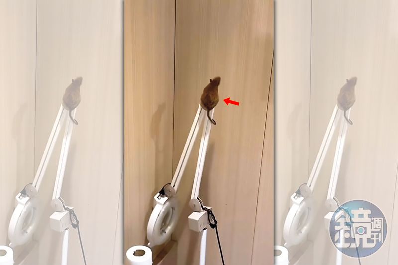 知名醫美爆鼠患1／顧客和老鼠「共享」電動按摩椅　老牌醫美臭味瀰漫員工全崩潰's OG Image