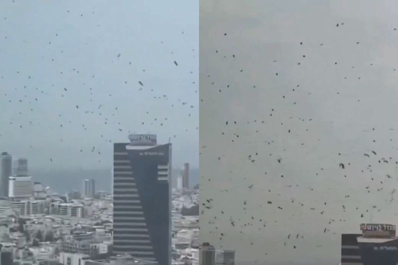 天有異象？以色列上空「烏鴉盤旋」畫面瘋傳！　黑壓壓一片引恐慌