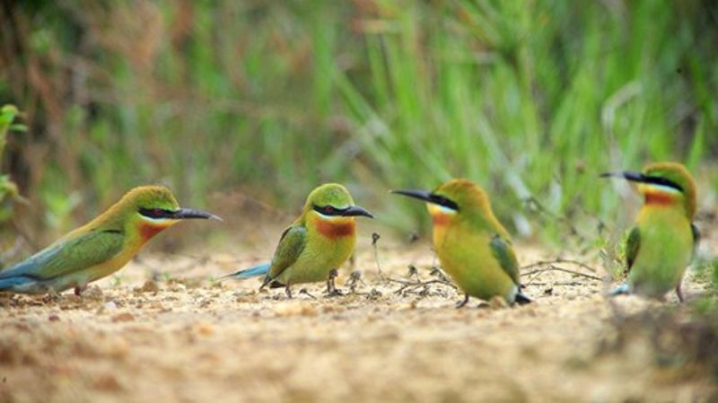 夏日精靈「栗喉蜂虎」現蹤　金門野鳥學會邀親子當生態觀察家
