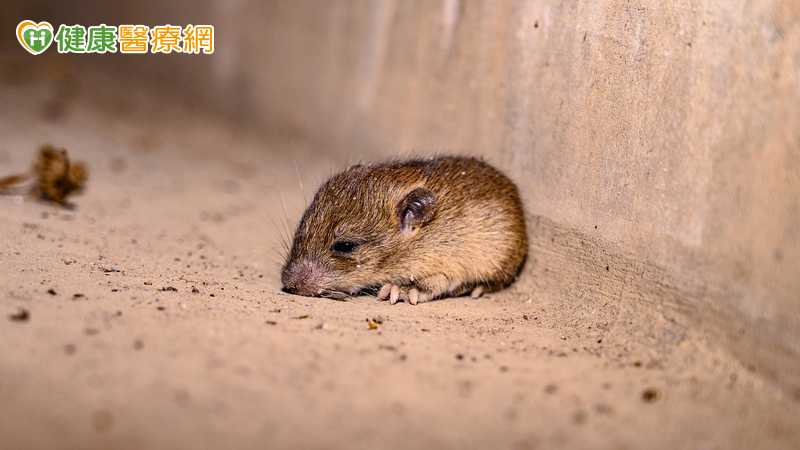 北市7旬男染漢他病毒不治　疾管署籲大掃除「防鼠三不」降罹病風險's story cover image