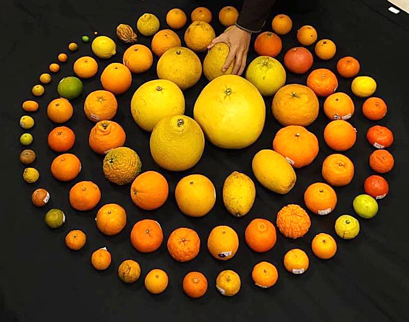 美味的水果知識，來找「菓子擔」！嘉大園藝系師生經營粉專，輕鬆學果樹知識's story cover image