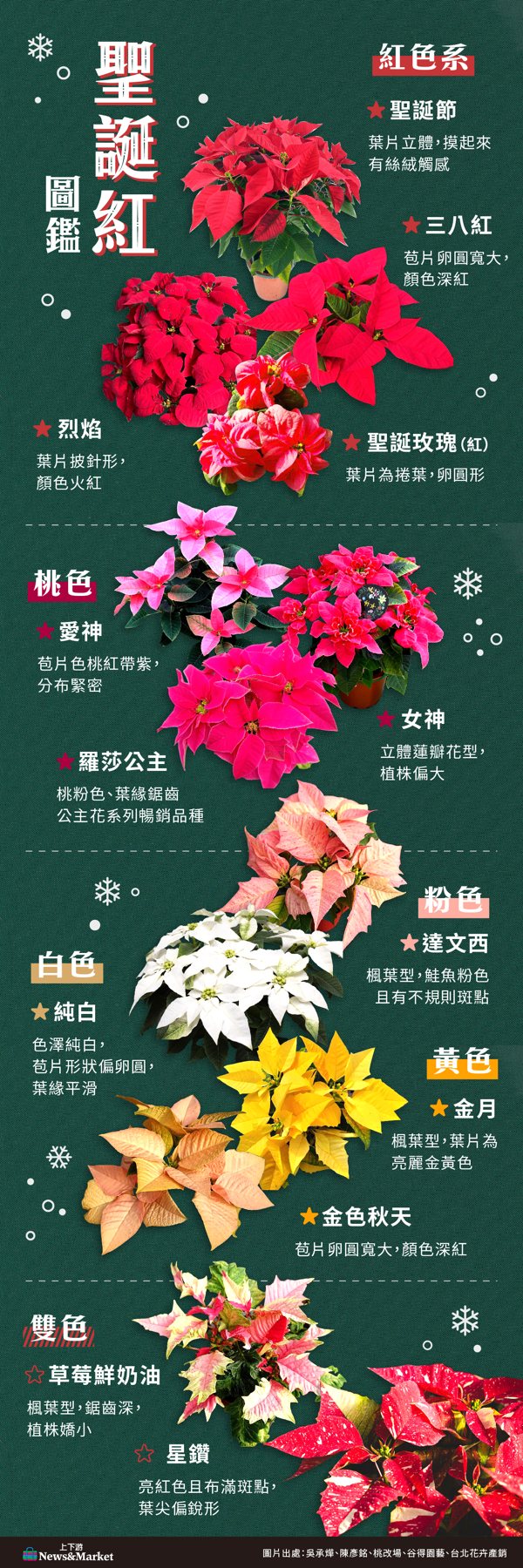聖誕紅秘密》三八紅、草莓鮮奶油與愛神，20多種多彩聖誕紅，開完隔年還會再變紅嗎？'s story cover image