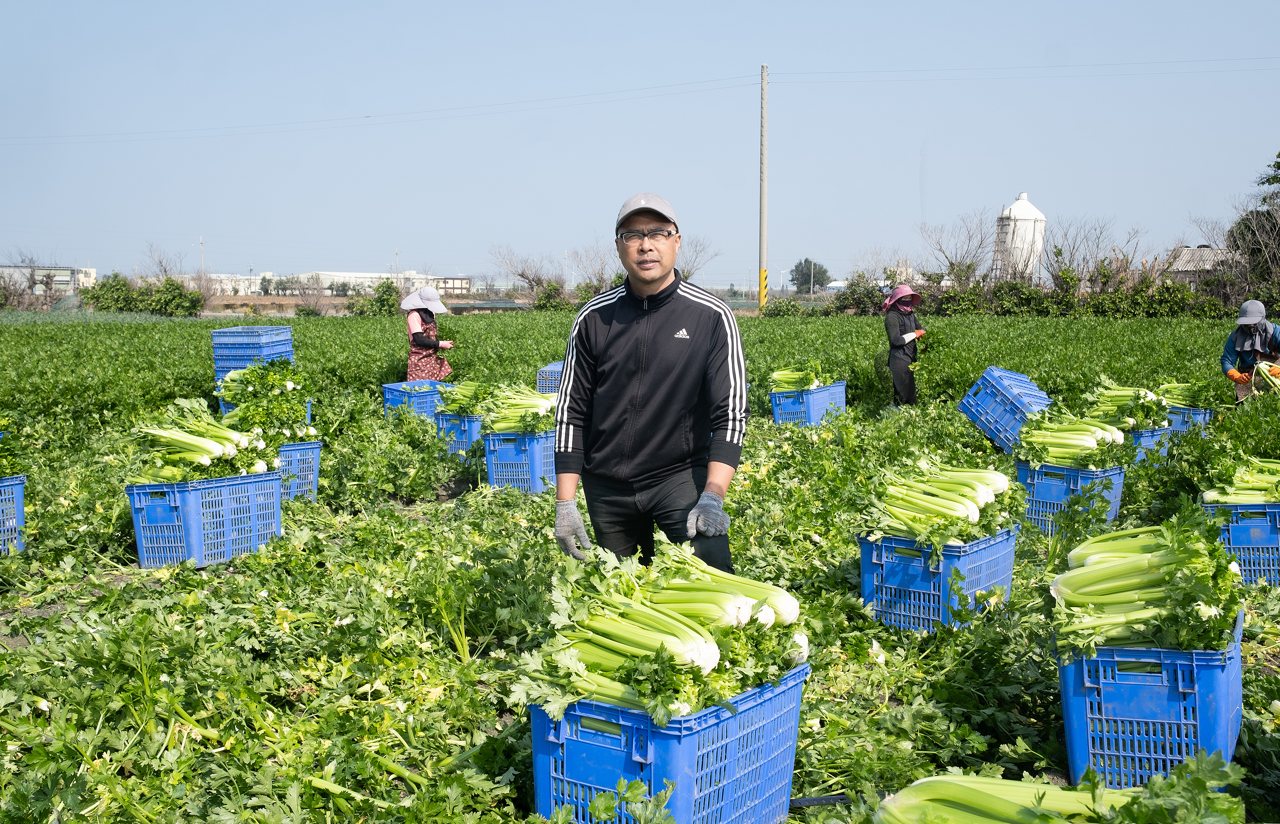 大風吹出最美味的西洋芹，謝建復在芳苑打造西洋芹王國，葉柄更肥更清脆's story cover image