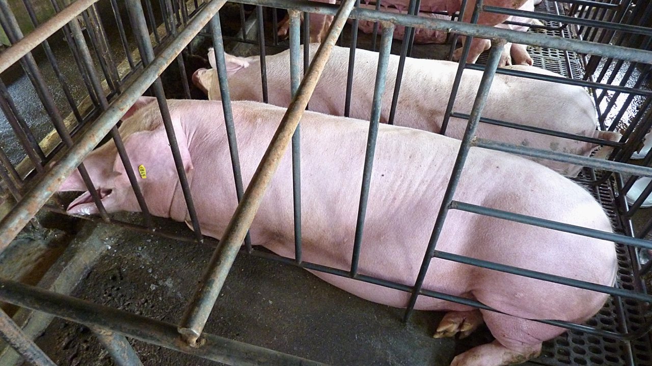 懷孕母豬受困狹欄，緊迫焦慮四個月，國際陸續廢除狹欄，南韓立法 2030年退場's story cover image