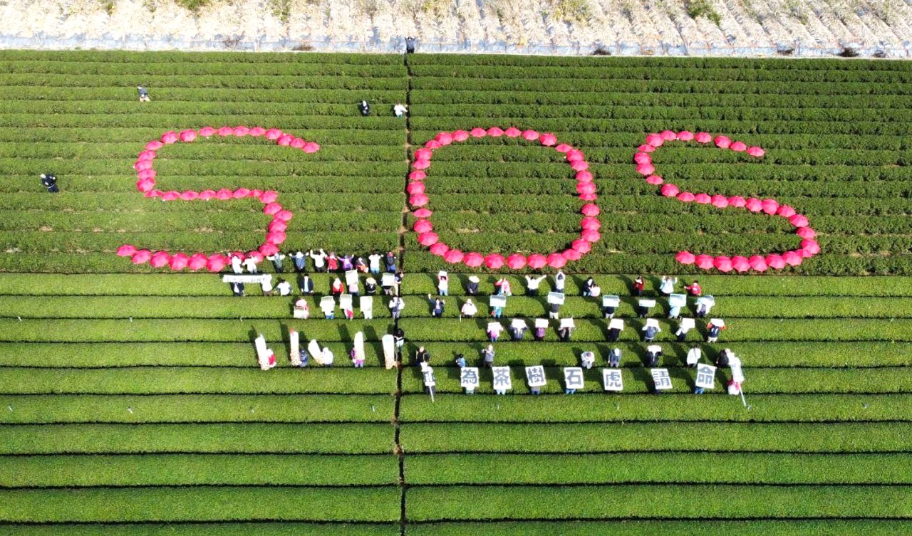 南投垃圾大戰02》名間茶農力抗焚化爐，內陸空污難散，縣府球員兼裁判，石虎現蹤助陣's story cover image