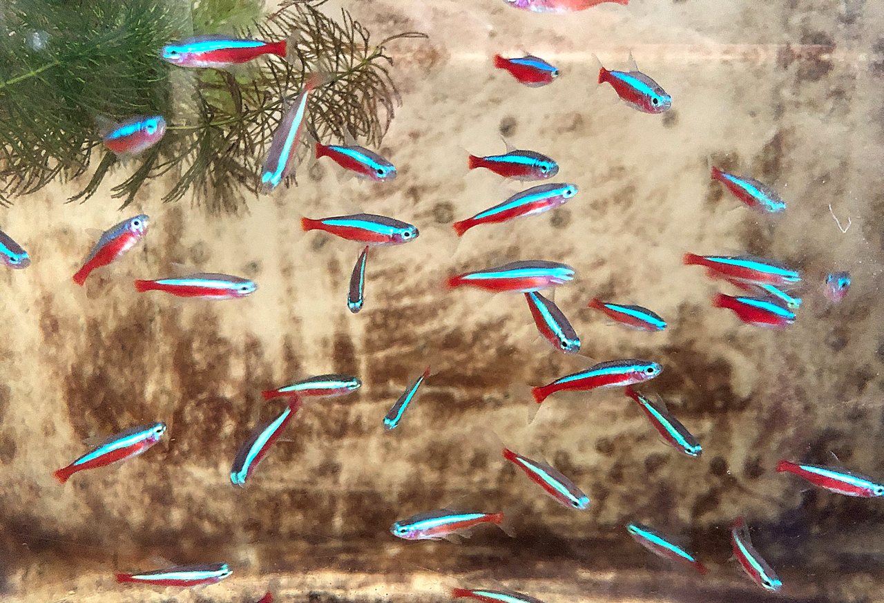 台灣觀賞魚產業大突破，水試所找出「紅蓮燈」繁殖密碼，養殖秘訣大公開's OG Image