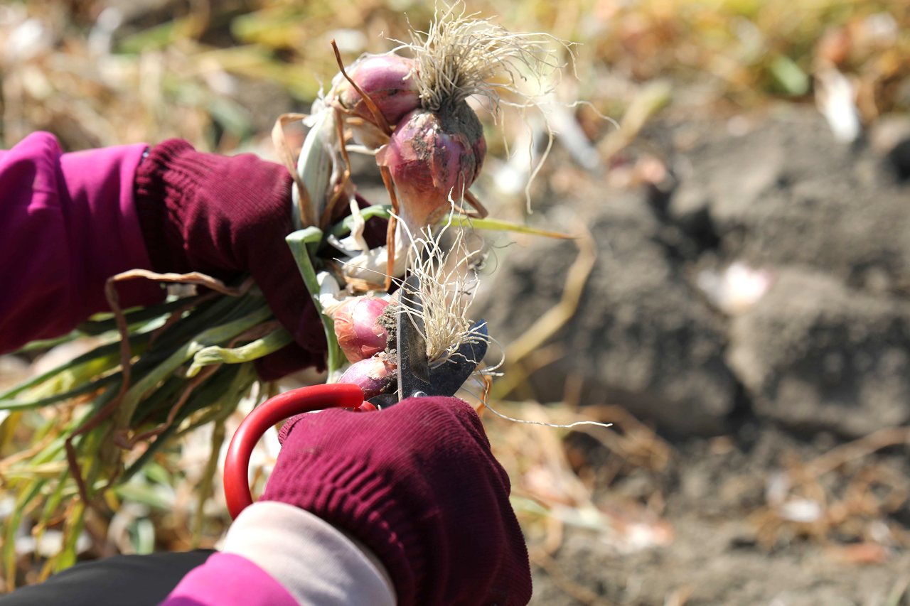 紅蔥頭嗆辣飽滿，價格卻辛酸探底，傳統市場需求降低、加工利潤變薄