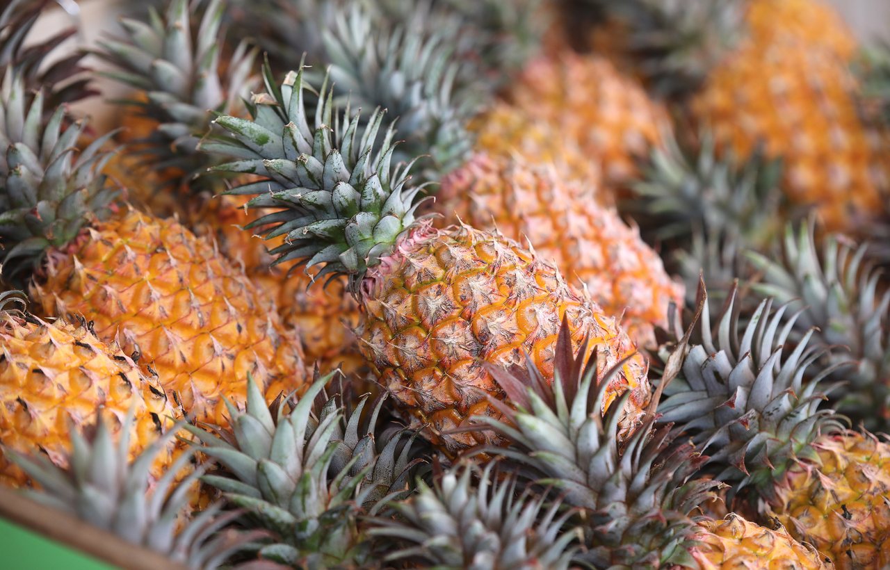 台灣鳳梨拿到美國門票，有助提升全球知名度，檢疫條件有利，冷鏈升級迎戰長途運輸