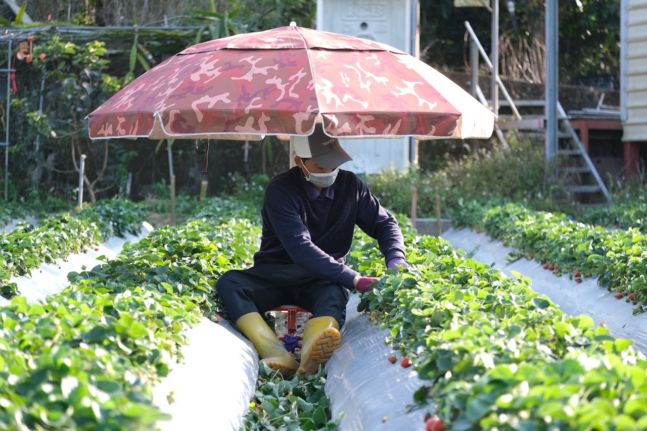 草莓也有地下越南老闆，紅線邊緣共生：大湖草莓產業的農民、移工與盤商's OG Image