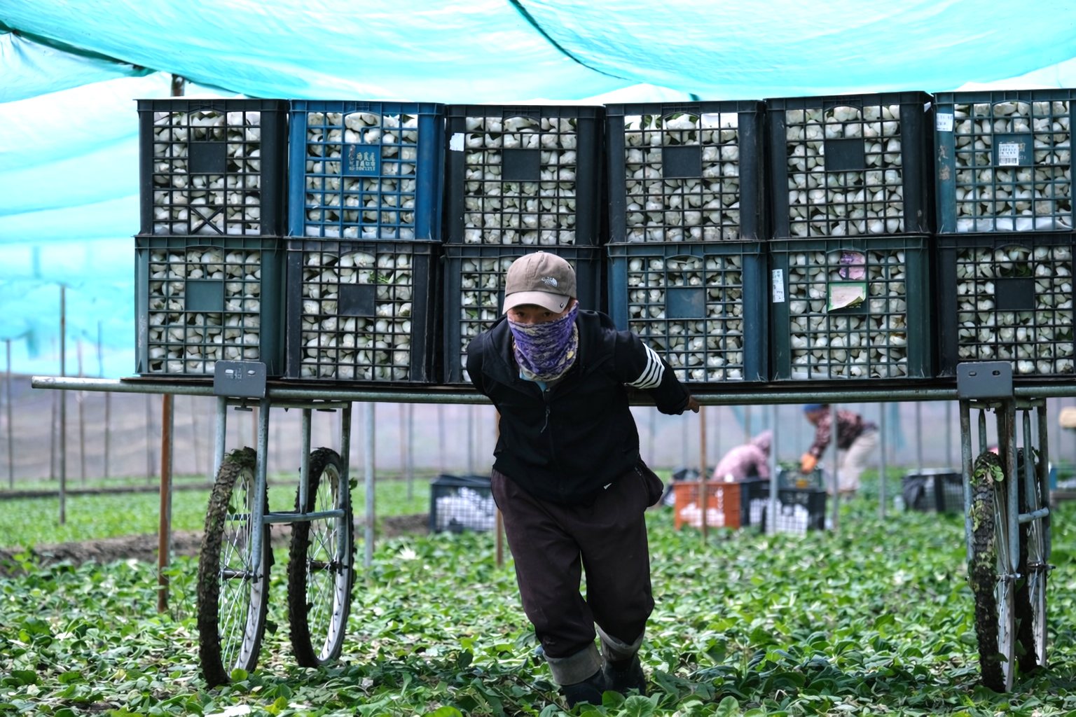 04 冰山一角》龐大無證移工進農村，重塑農村權力結構's story cover image