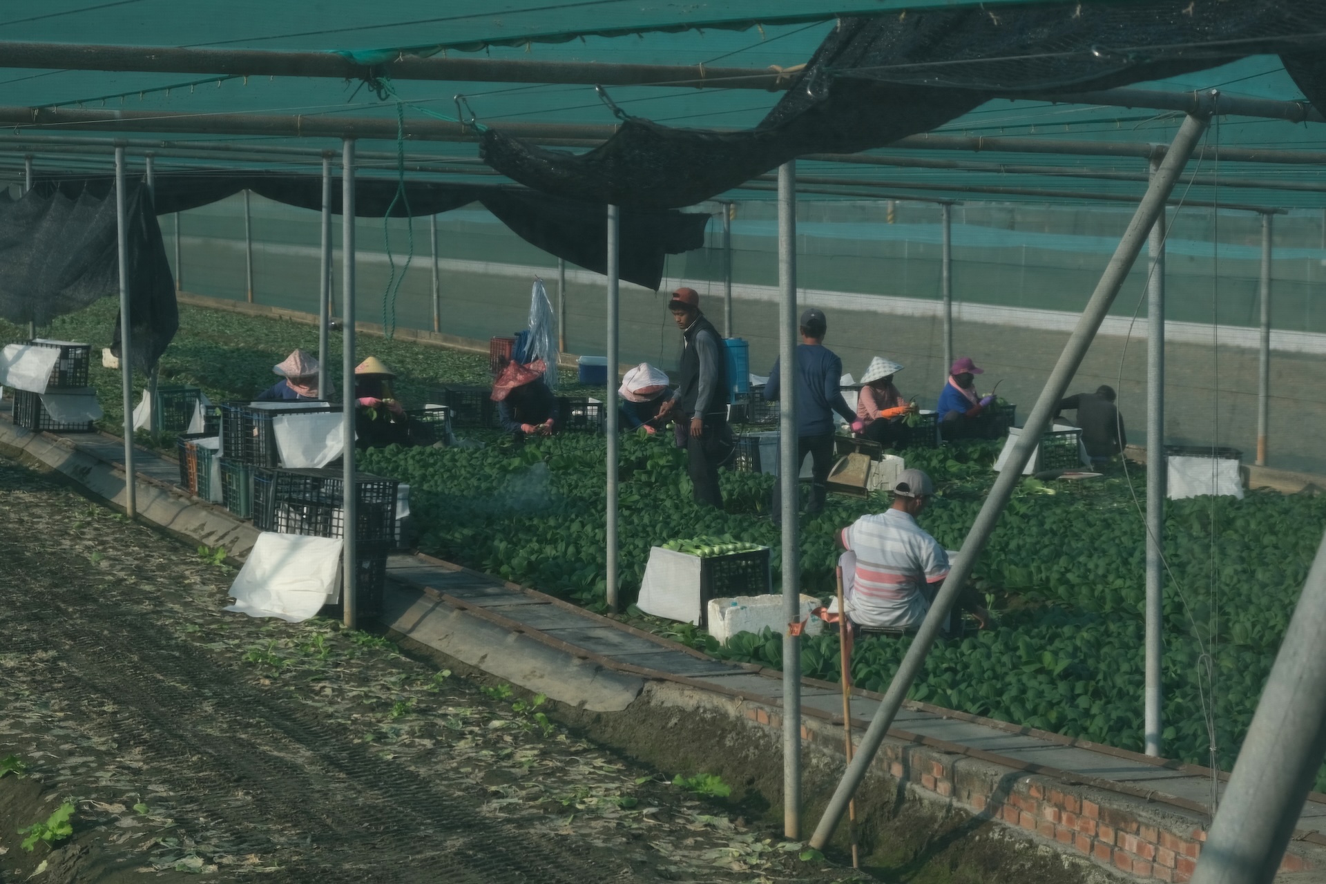 02 地下蔬菜王國 》跨國籍部隊強大，借名拍賣、水菜洗白，現金轉出來