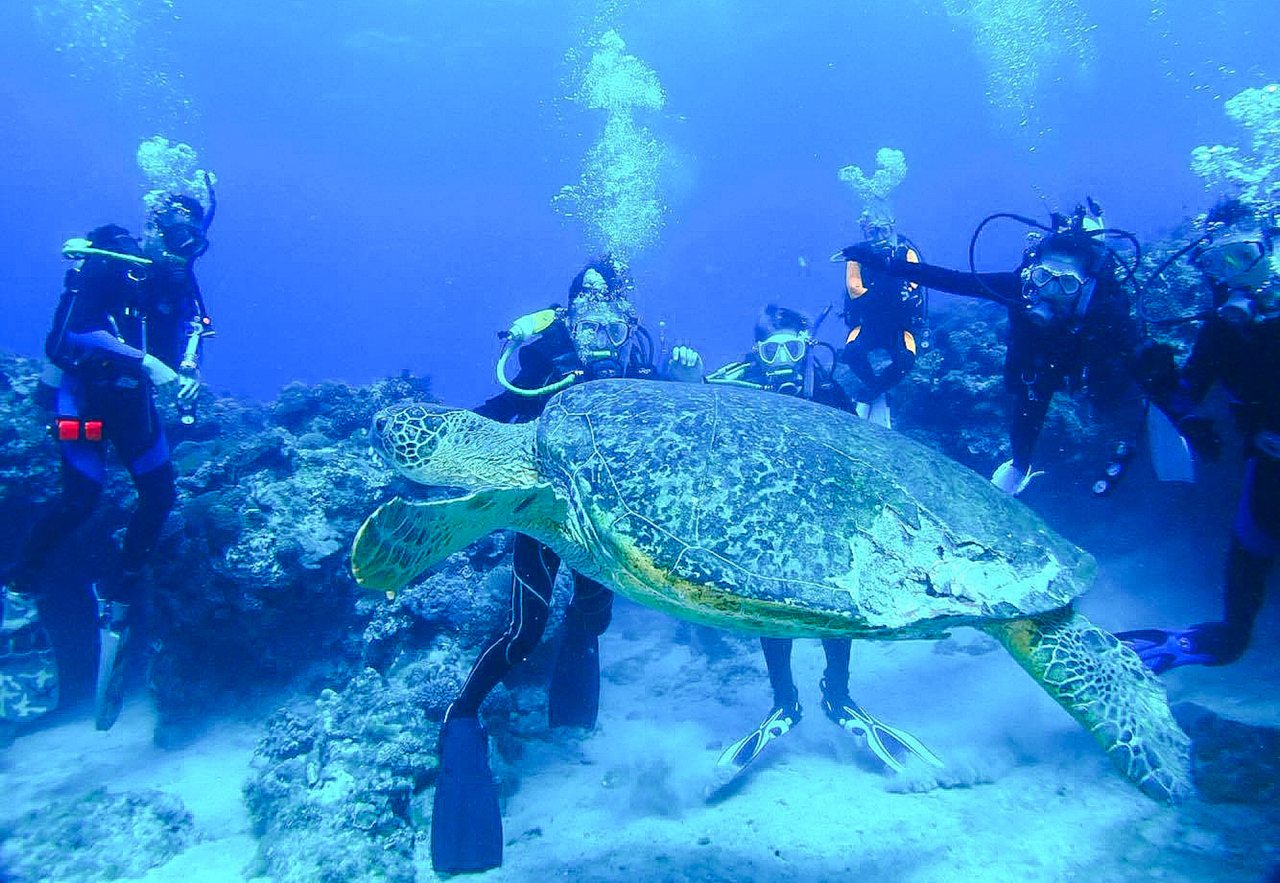 研究》小琉球海龜13% 曾受傷，復原期高達500天，專家：海龜熱點應設「低速航行區」