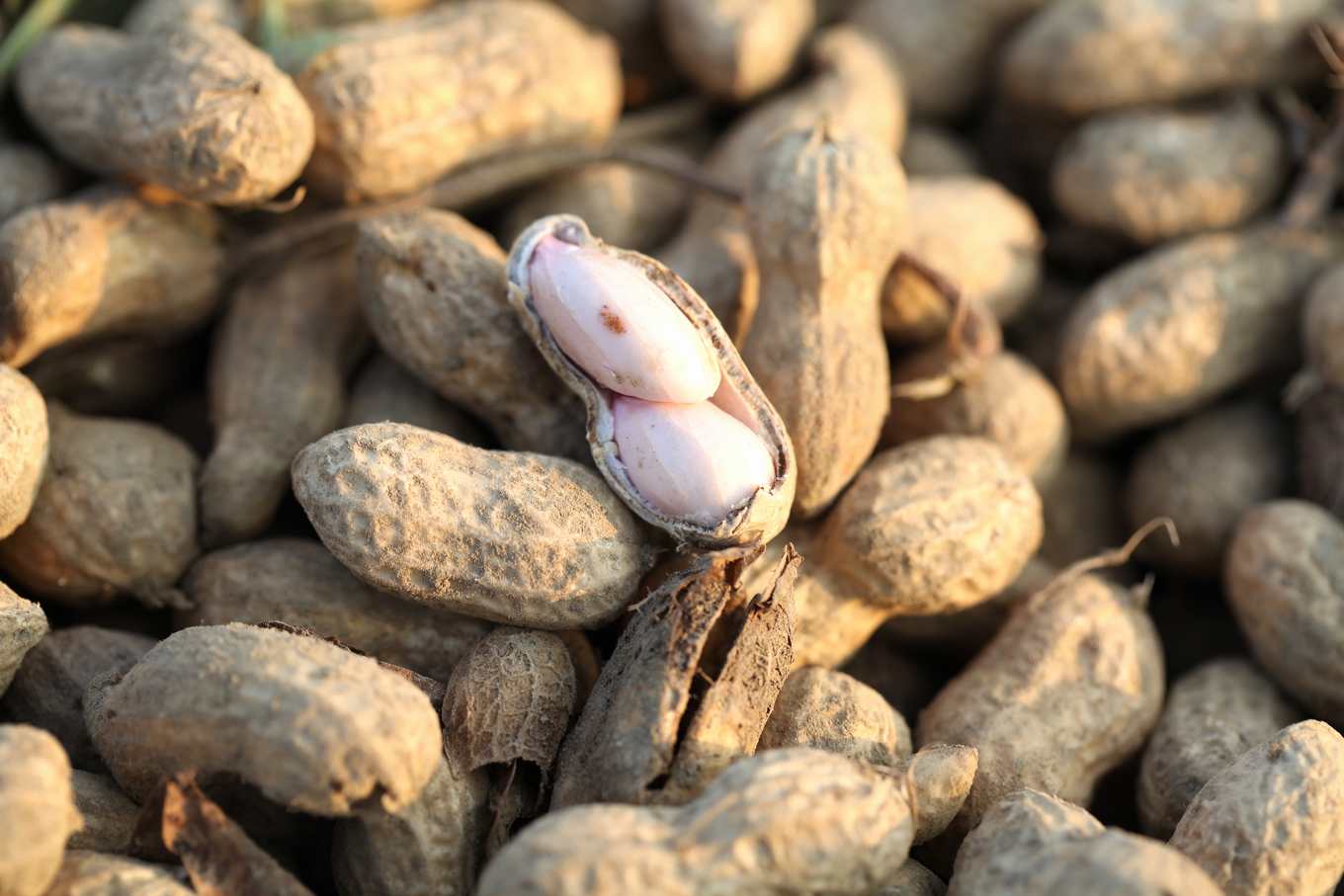 美國花生零關稅襲台，農業部：兩、三成花生農恐退場，產地批政府黑箱怠惰