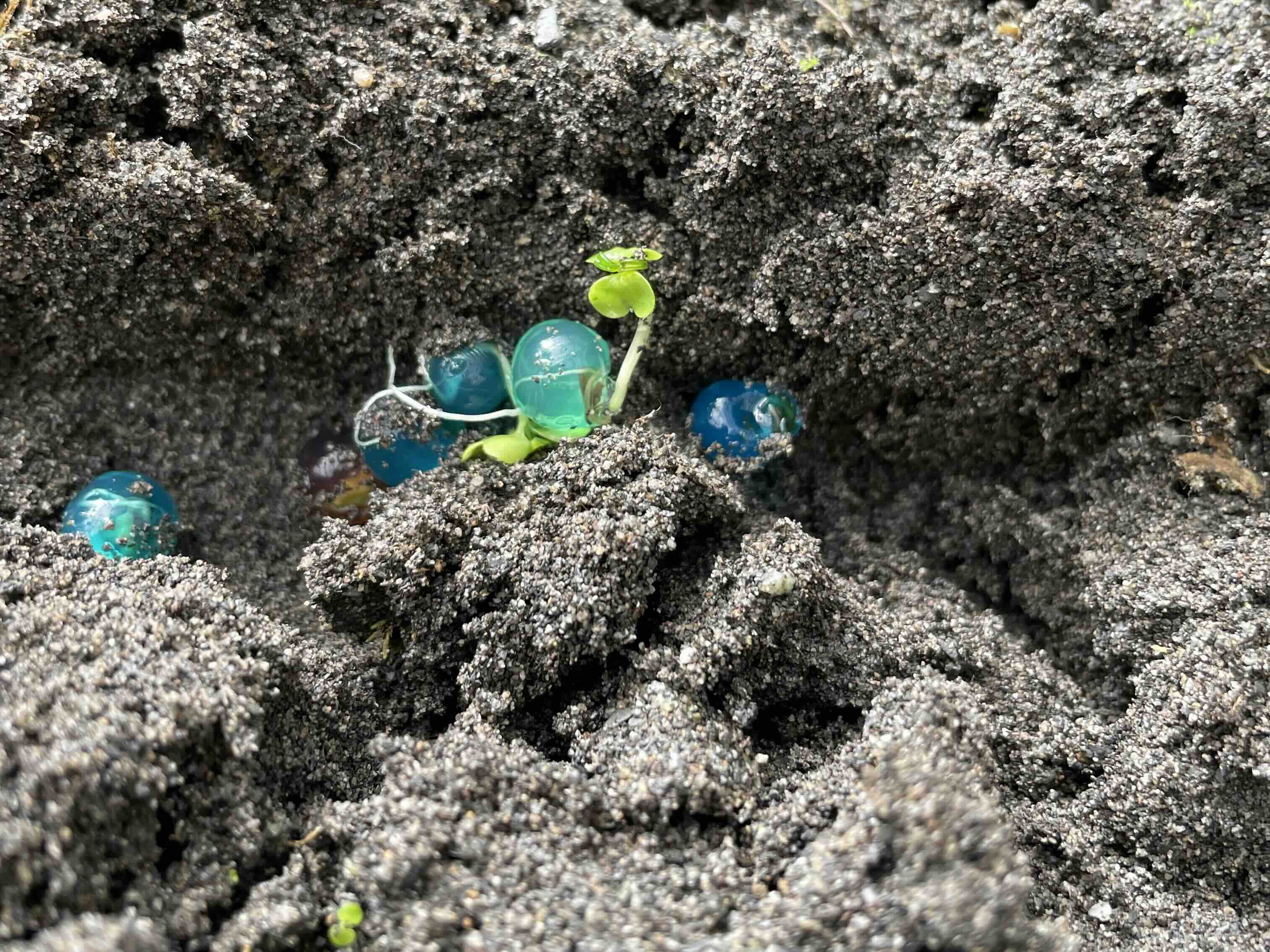 種子變「珍珠」再搭無人機空投! 宜蘭大學新技術助崩塌地復育's OG Image