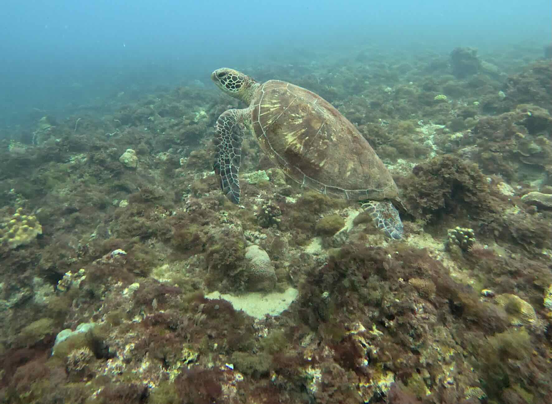 小琉球污水危機 海龜天堂變無魚之海、珊瑚礁島淪「藻島」's OG Image