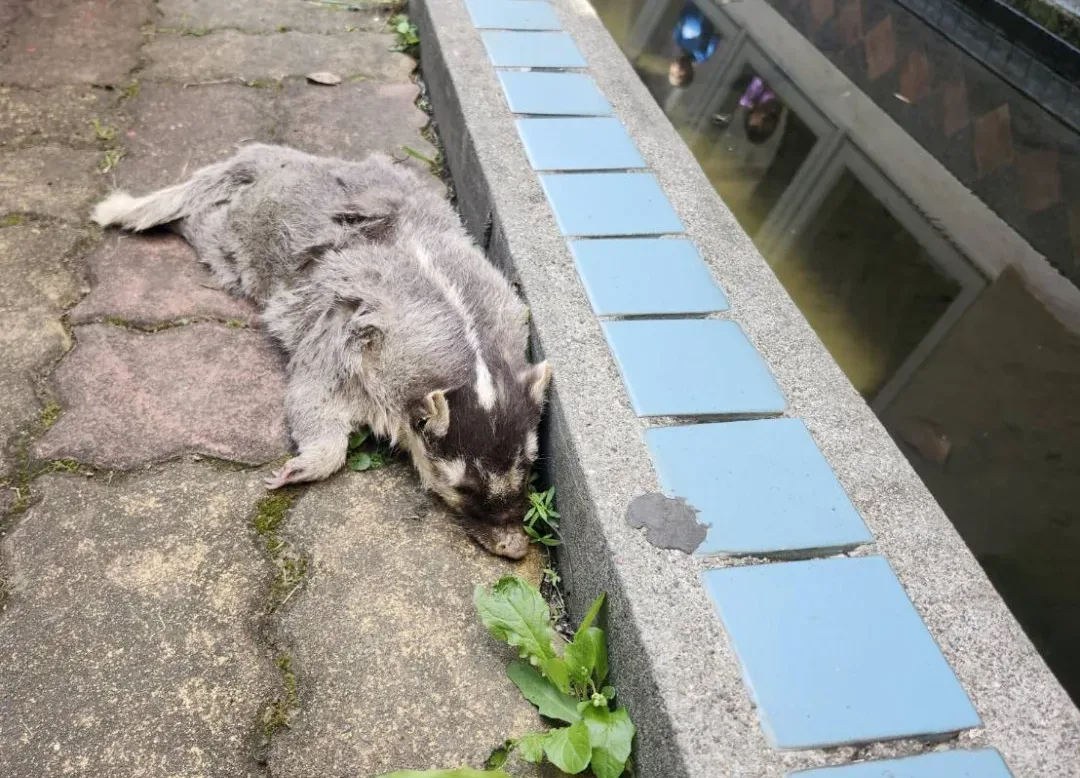 屏東鼬獾驗出狂犬病 春日鄉犬貓15日免費打狂犬病疫苗's OG Image