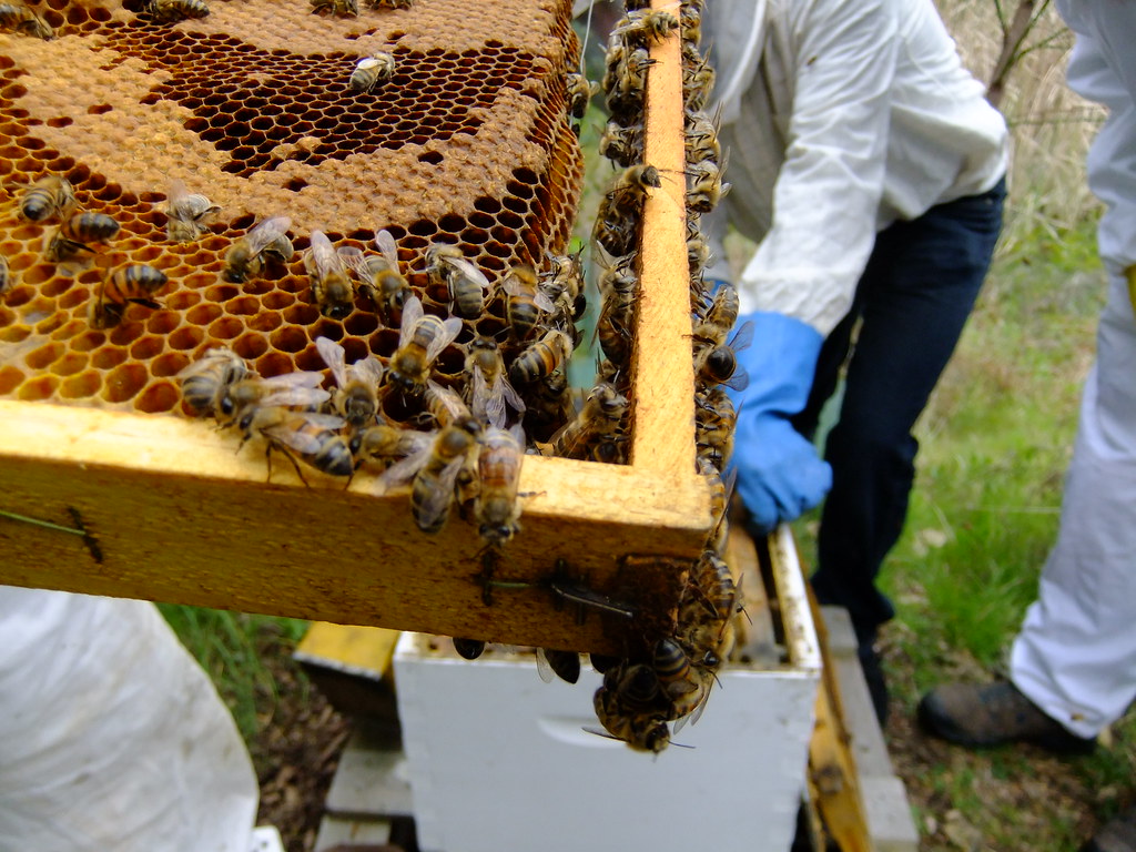 辦公室養蜂好療癒 真紓壓還是假永續?'s OG Image