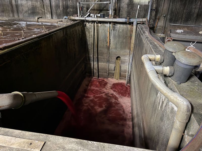 罰不怕?新北食品廠「血染水溝」遭勒令停工 議員抓包:隔天照樣排放's OG Image