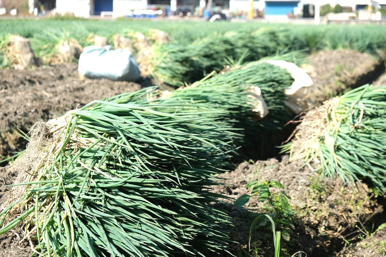 一把青蔥的賭局「以冬養工、以夏搏命」,顏值競爭、人工依賴,青蔥產業脆弱結構's OG Image
